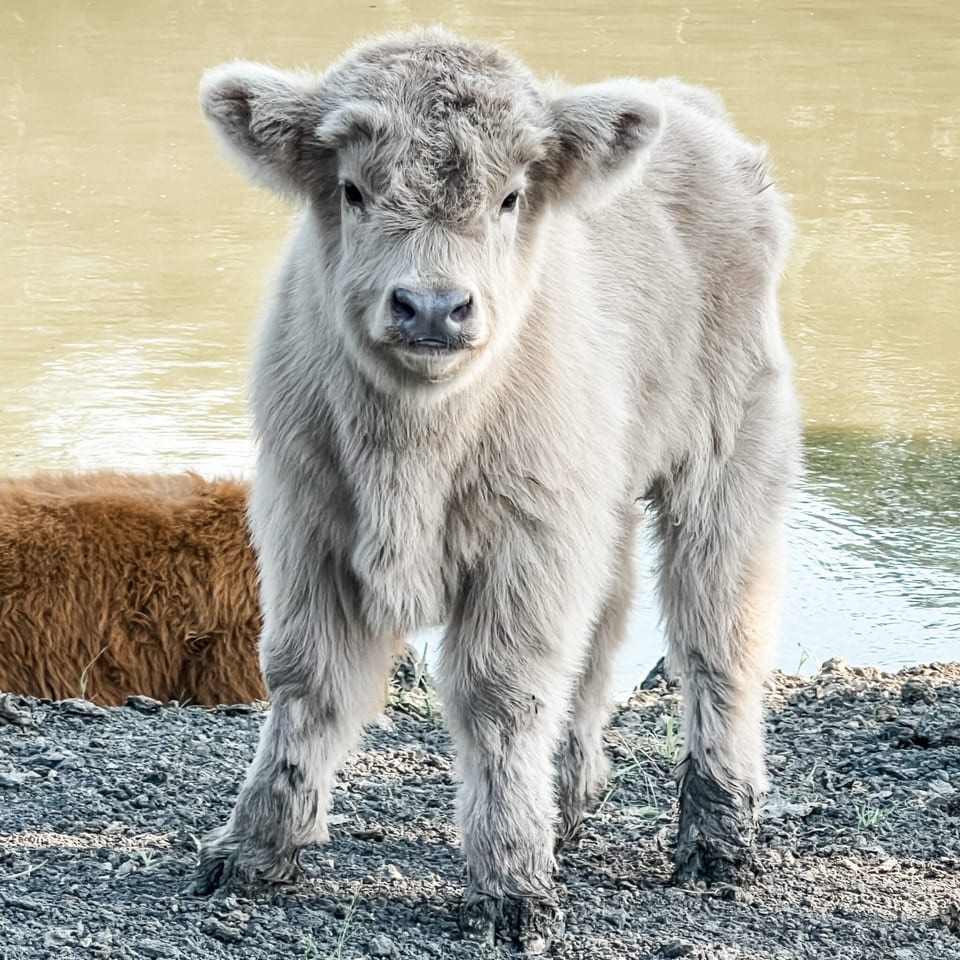 Howard, bull calf out of Captain and Harriet
