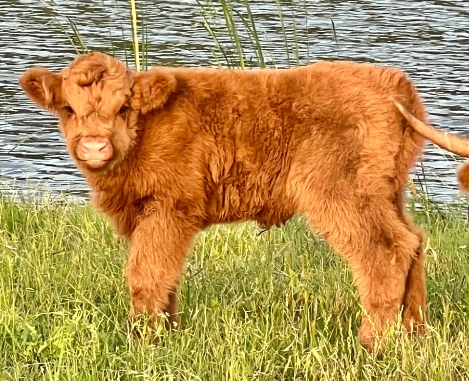 Jill, heifer out of Josie and Tarzan
