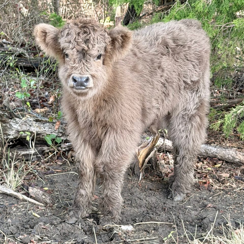 Jude, bull calf out of Jane and Ferdinand
