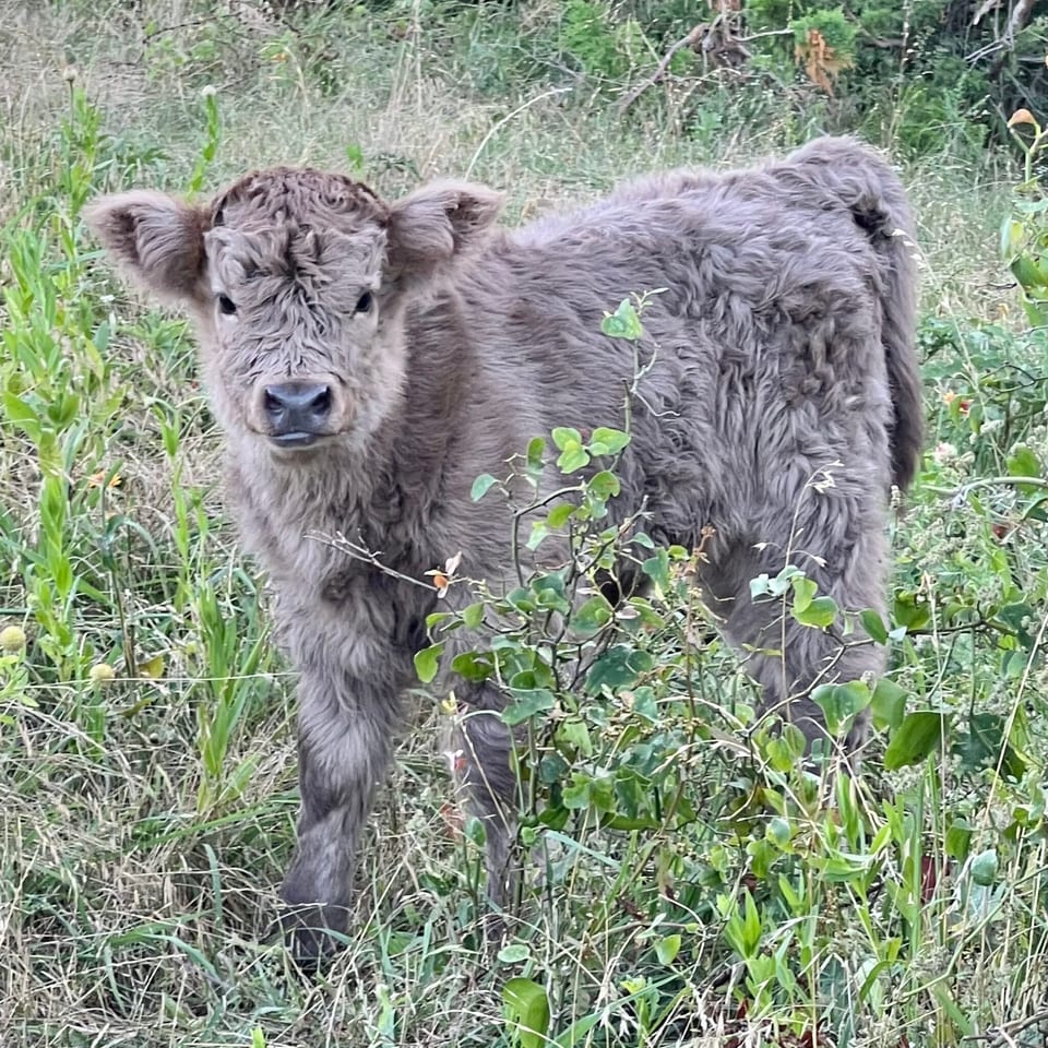 Jules, heifer out of Jane and Captain