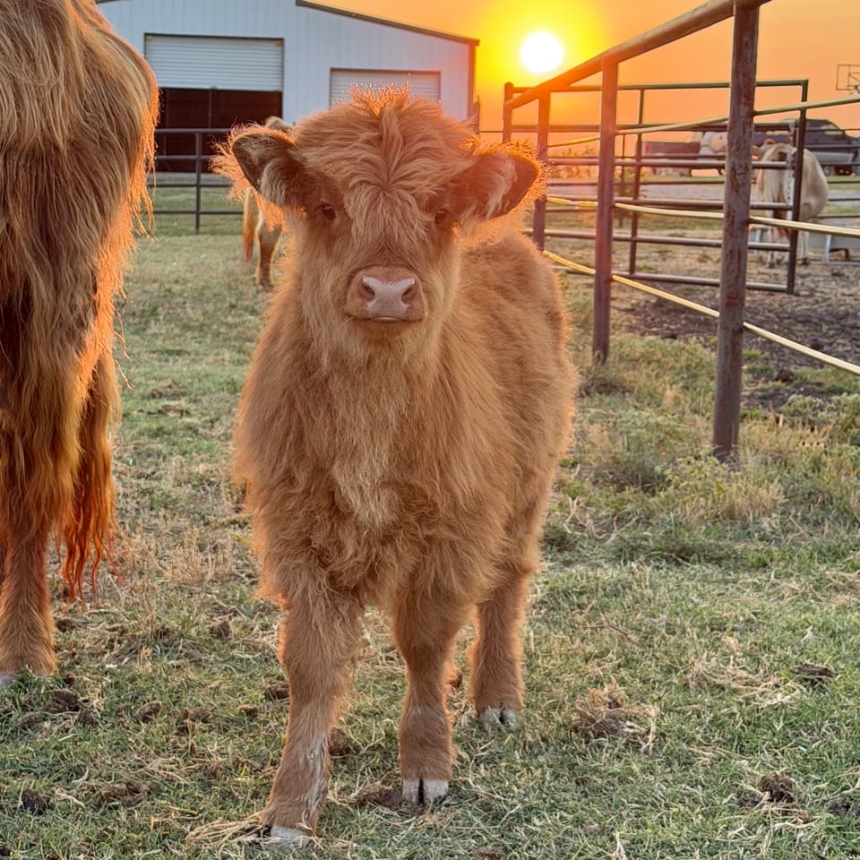 Jules, heifer out of Juliette and AHCA outside bull