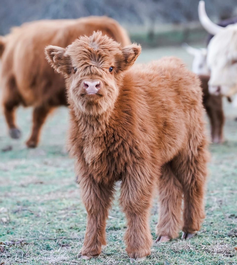 Juniper, heifer out of Etta and Tarzan