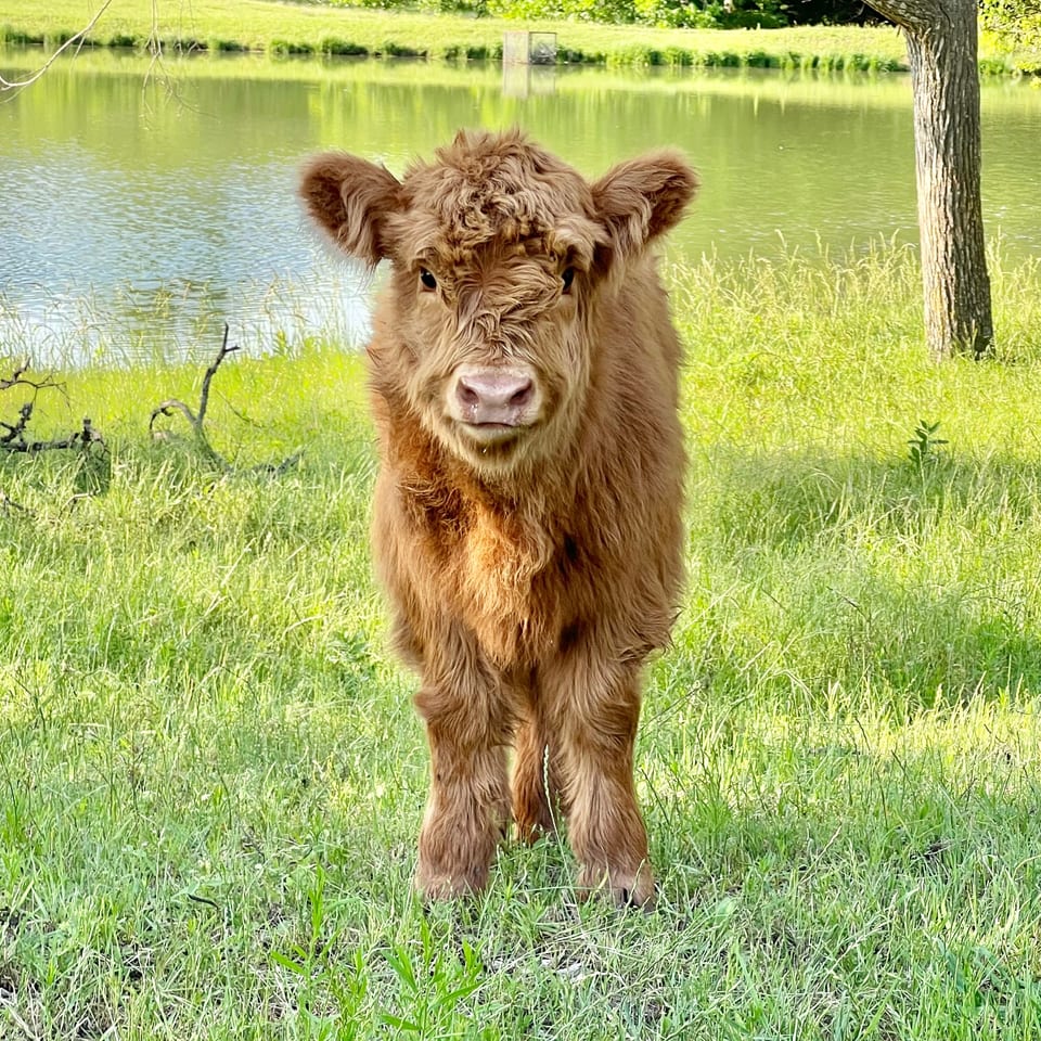 Kitty, heifer out of Josie and Macho Man
