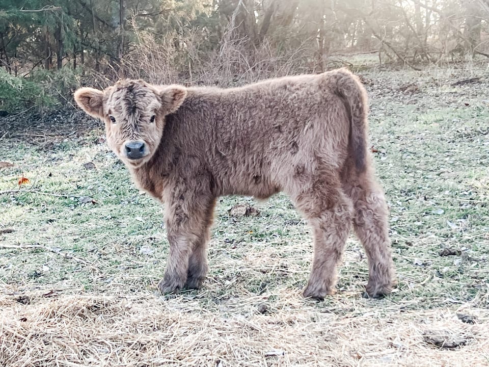 Laramie, calf