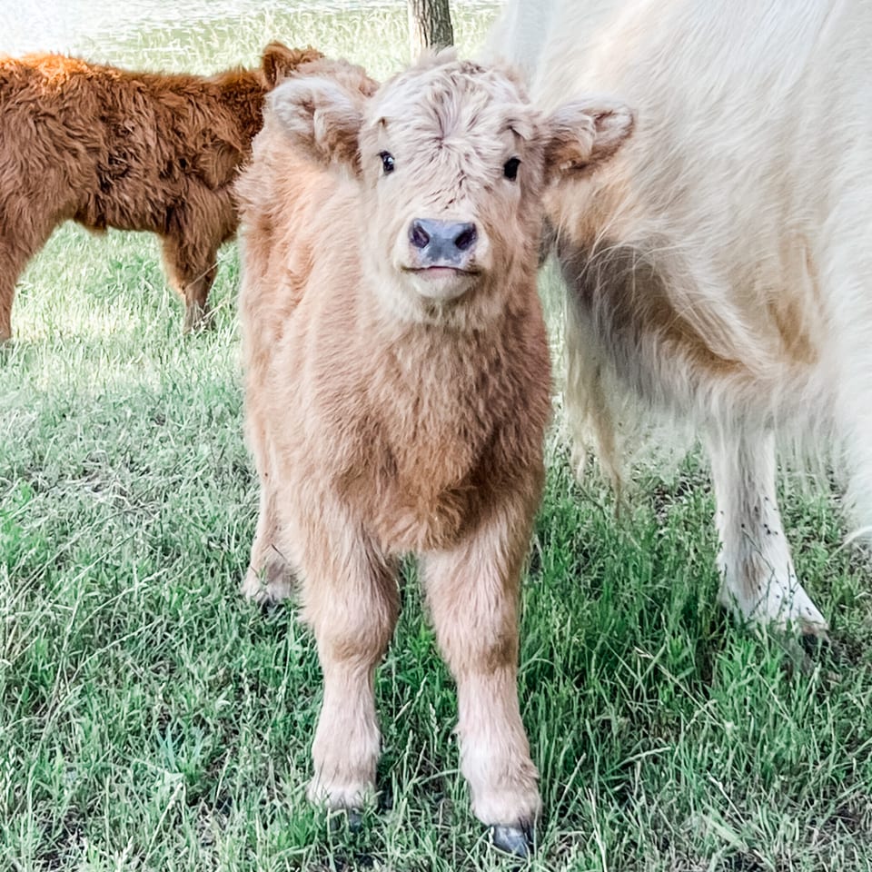 Latte, heifer out of Nilla and Macho Man