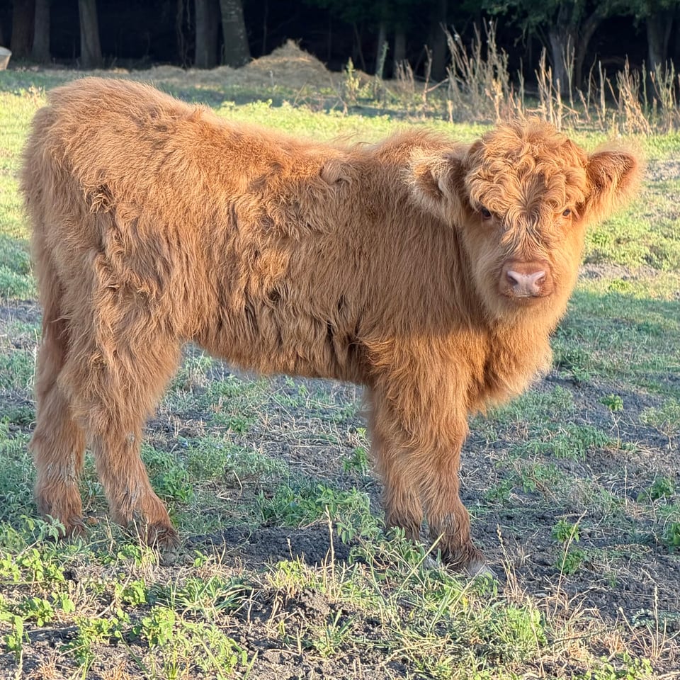 Lucy, heifer out of Lorelei and AHCA outside bull