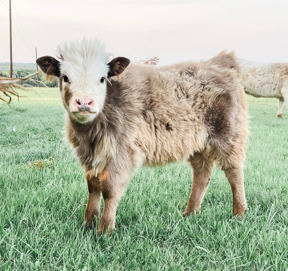 Lulu, heifer out of Mini and an unlisted sire