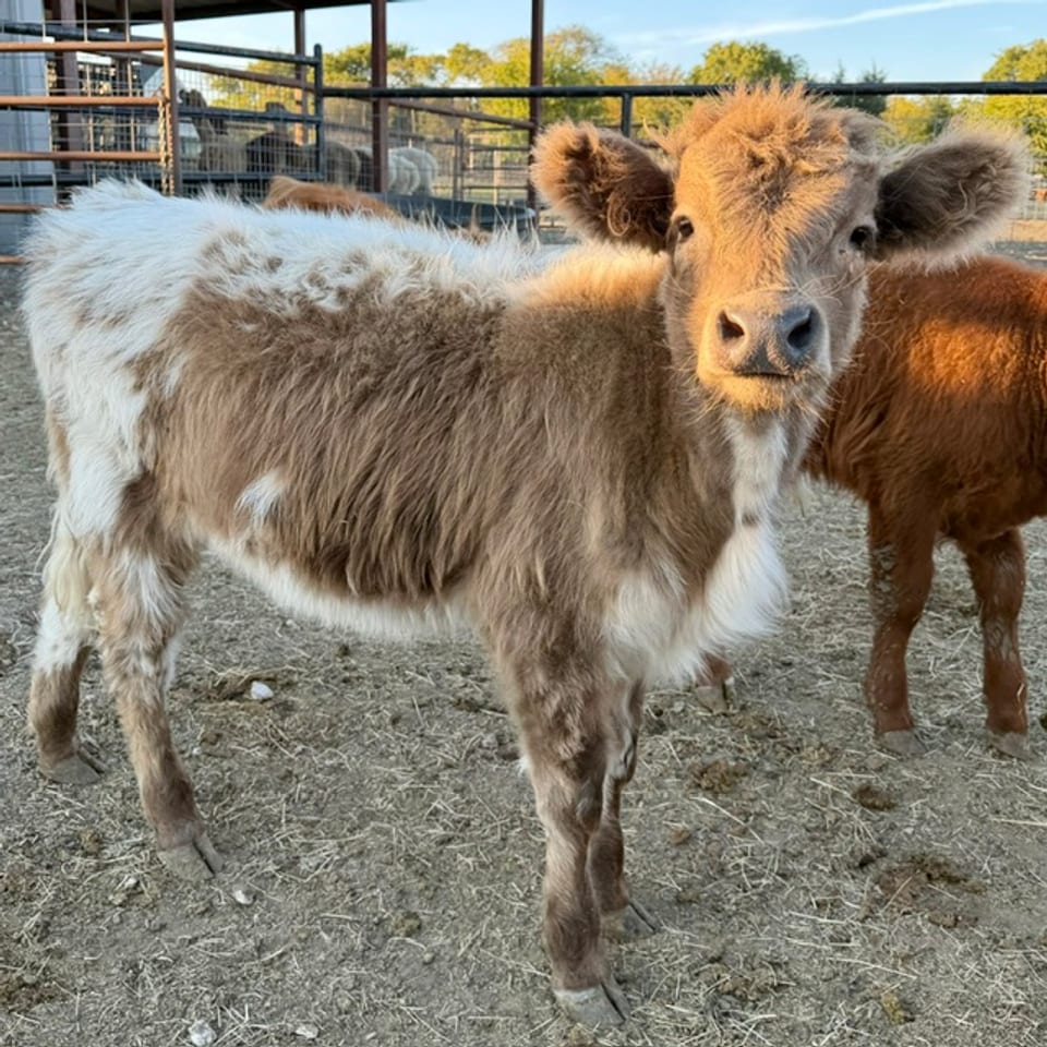Lyla, heifer, born May 23, 2026, out of Lucille and Outside highland