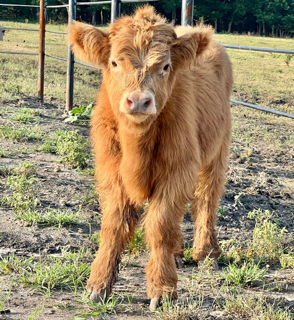 Mack, bull calf out of Millie and an unlisted sire