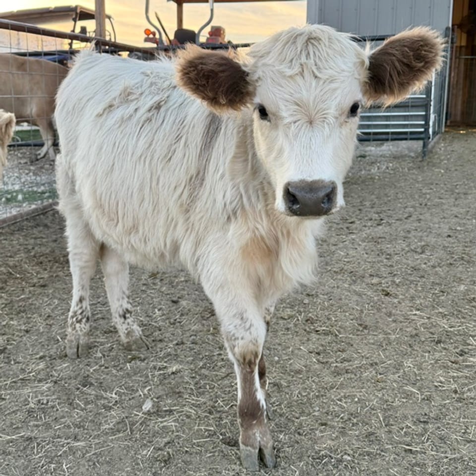 Maggie, heifer, born May 7, 2026, out of Margot and Outside highland