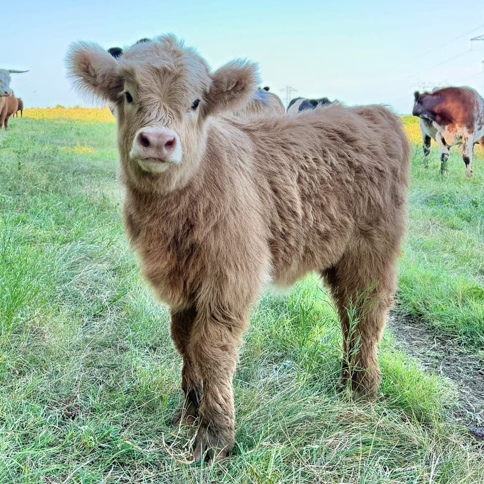 Maizy, heifer out of Millie and Ferdinand