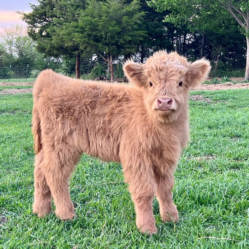 Malibu, bull calf out of Barbie and Bullet