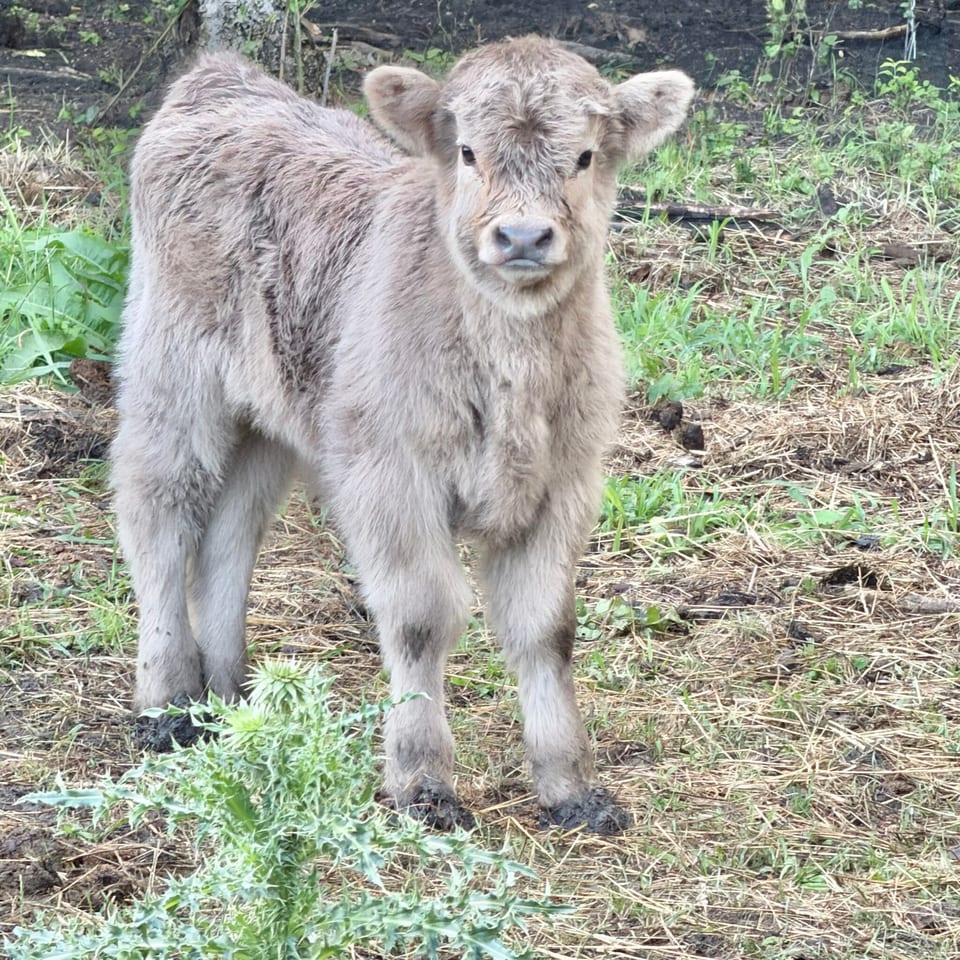 Mav, bull calf out of Mae and Ferdinand