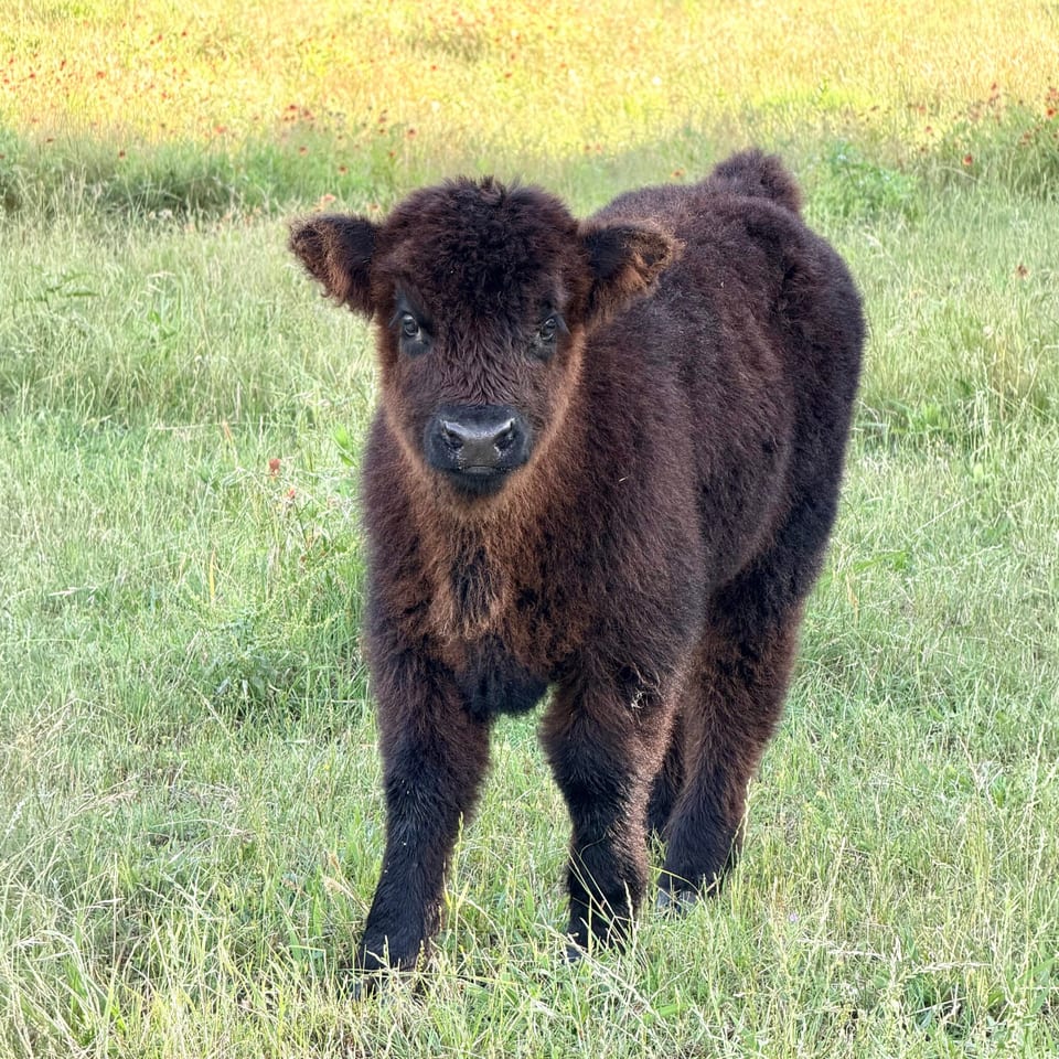 Maxine, heifer out of Cindy Lou and Elvis