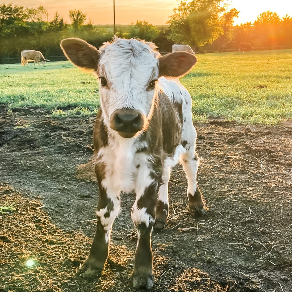 McIlroy, bull calf out of Harlow and Bullet