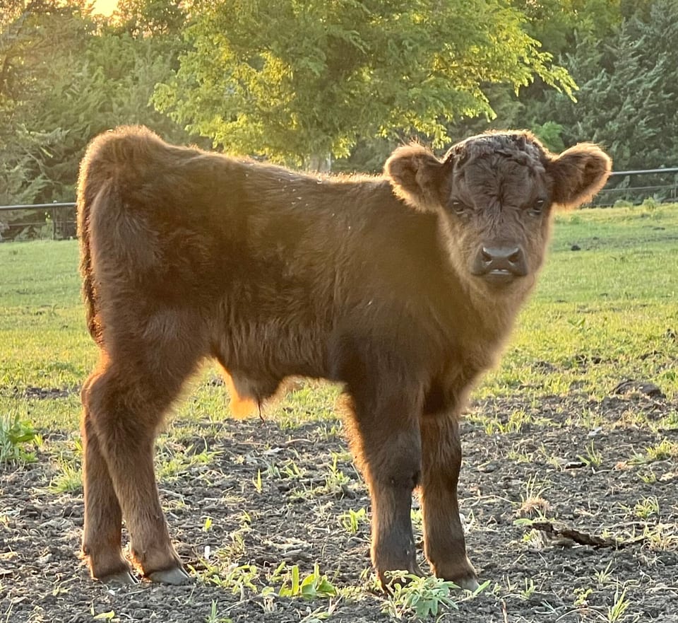 Miles, bull calf out of Mia and Bruno