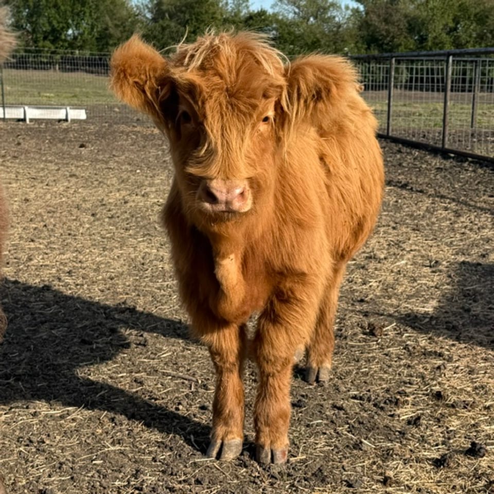 Miley, heifer, born March 27, 2026, out of Martha and Ferdinand