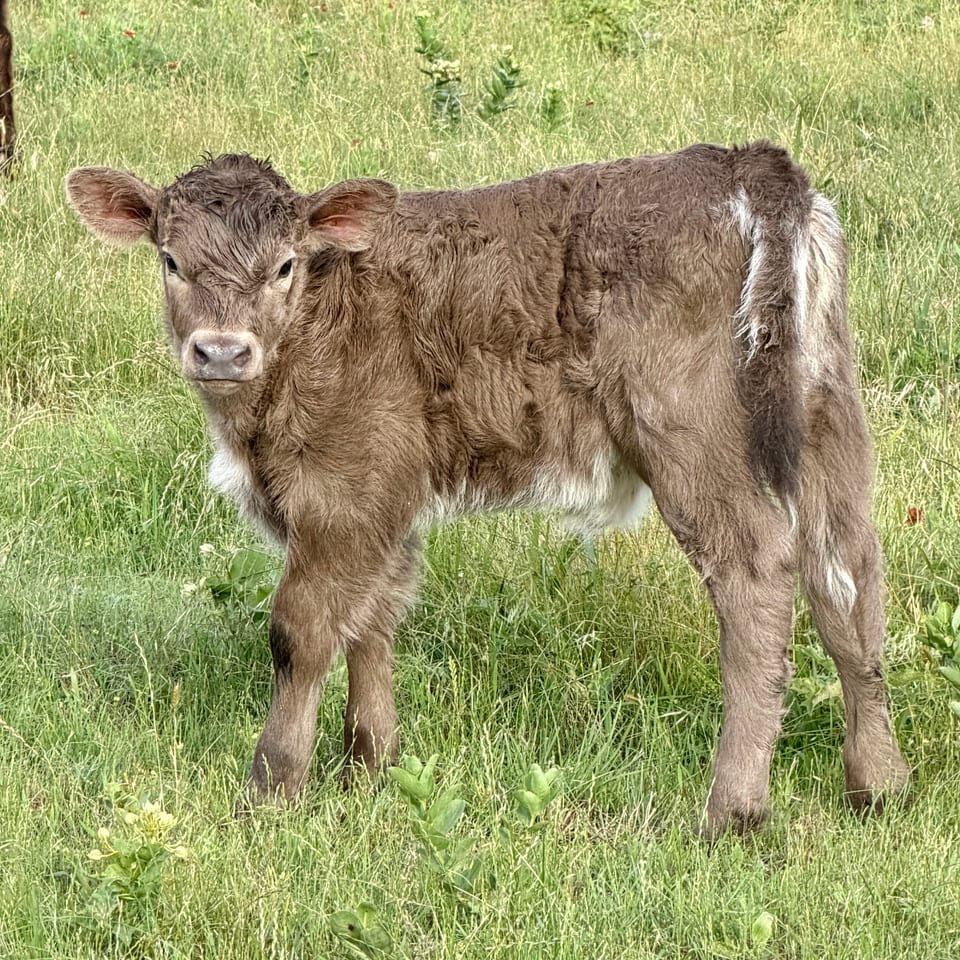 Mirabelle, heifer out of Bluebell and Ferdinand