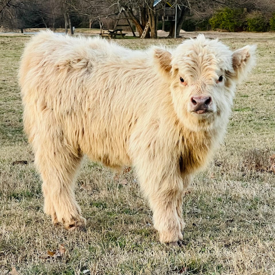 Muffin, heifer out of Trudy and Macho Man