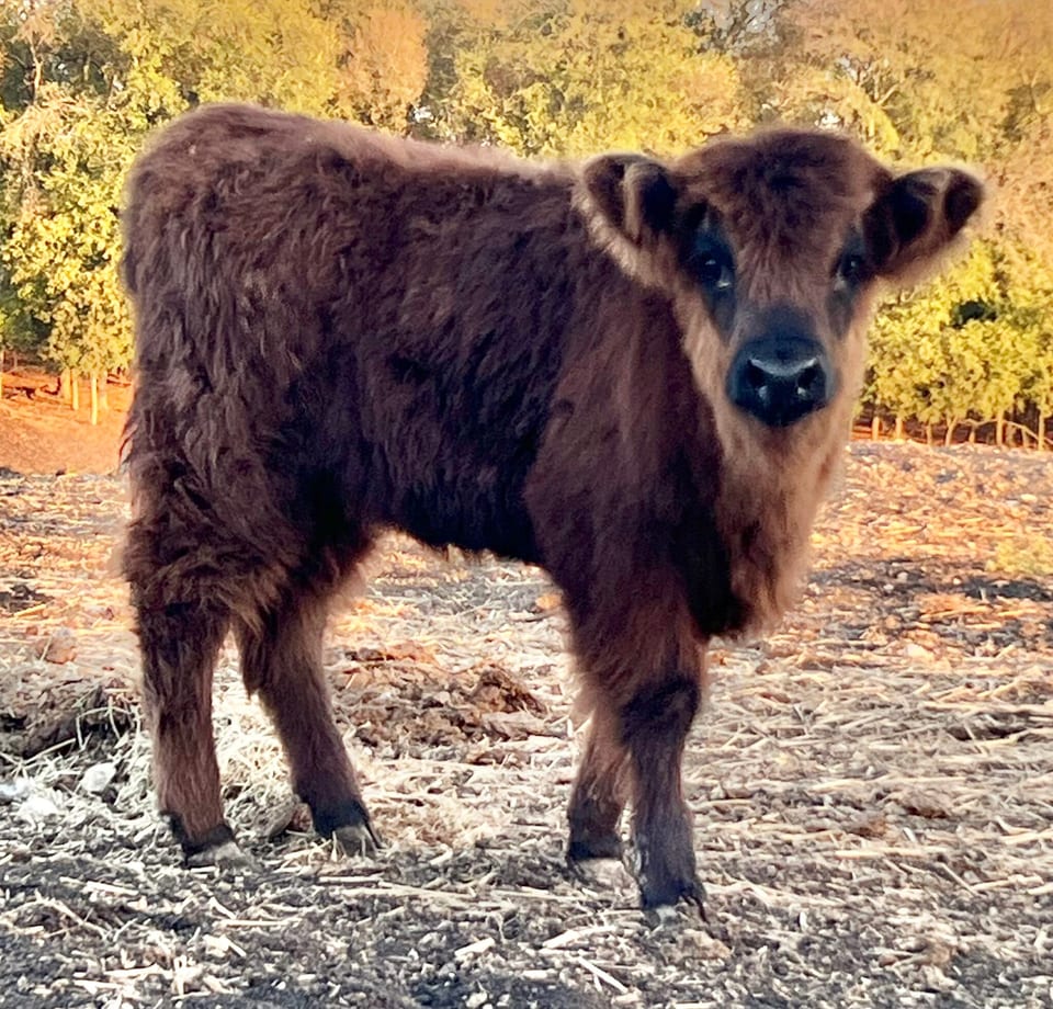 Nellie, heifer