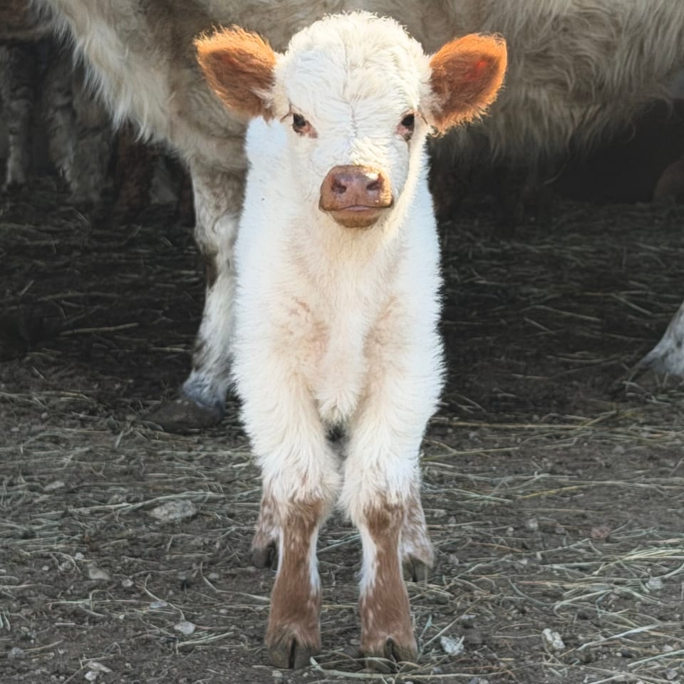 Nugget, bull calf out of Ellie Mae and Ferdinand