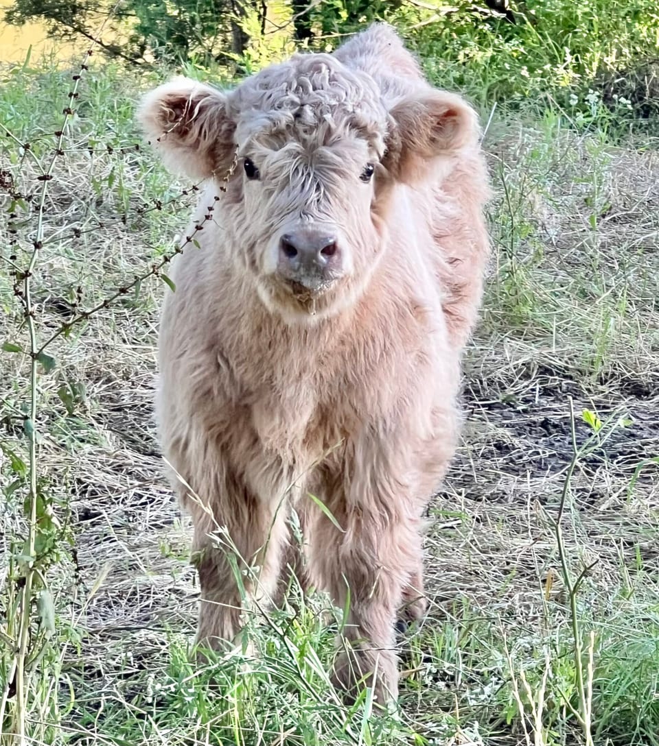 Oakley, heifer out of Annie and Captain