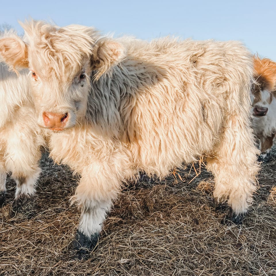 Olaf, bull calf out of Willow and Outside bull