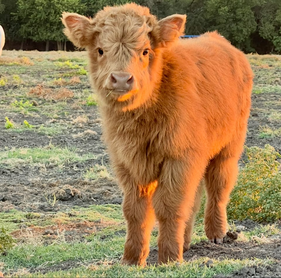 Olive, heifer out of Hazel and Captain