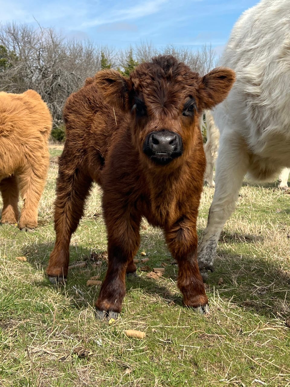 Onyx, bull calf out of Whitley and Captain