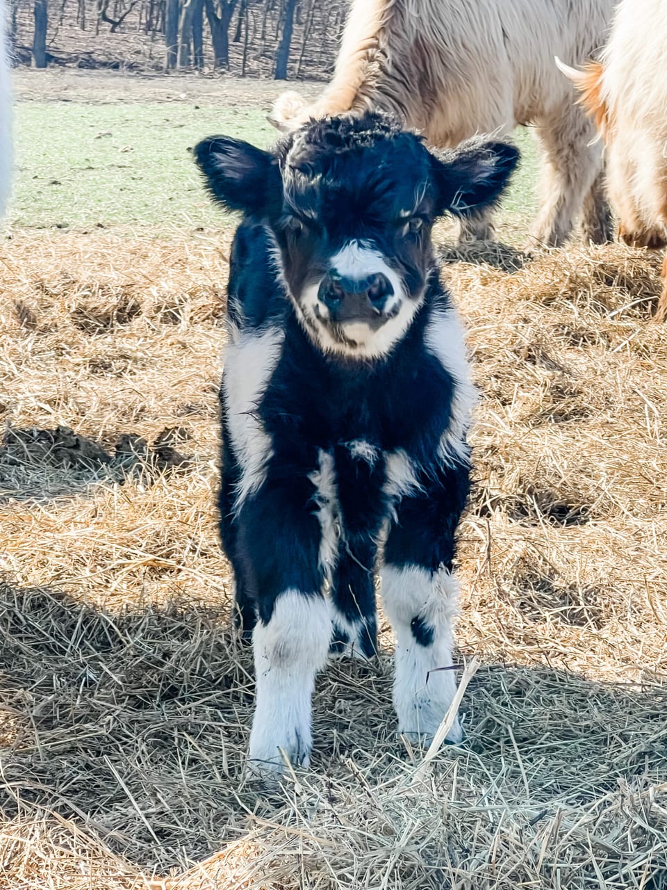 Oreo, bull calf out of Whitley and Rusty