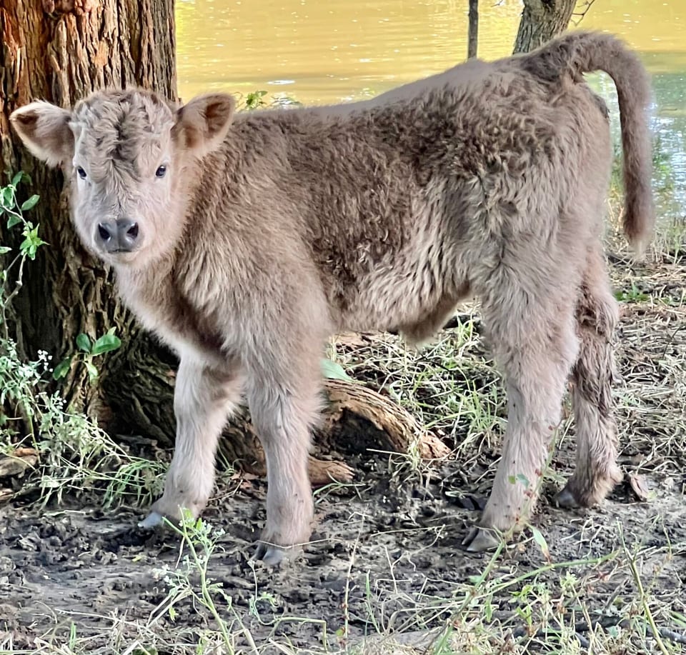 Paige, calf out of Piper and an unlisted sire