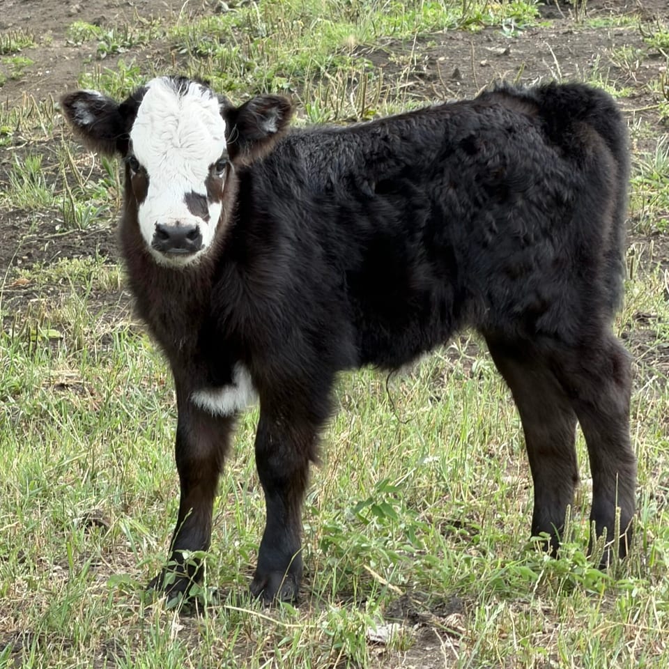 Pandora, heifer out of Patsy and Ferdinand