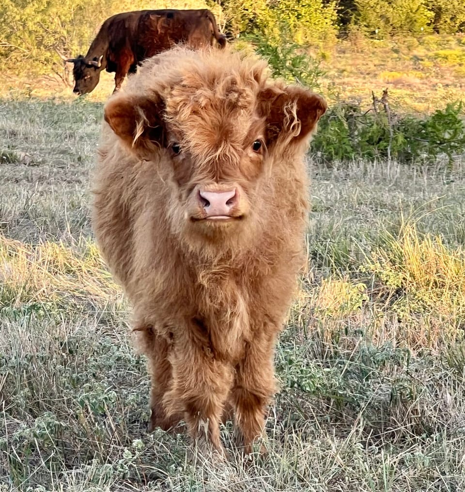 Patriot, bull calf out of Goldie and Captain