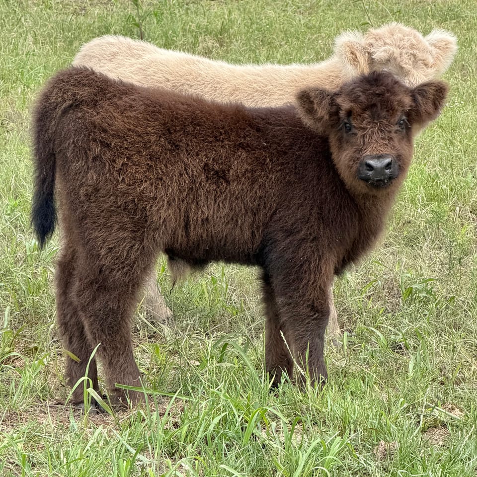 Peanut's Linus of THR, bull calf out of Peanut and Captain