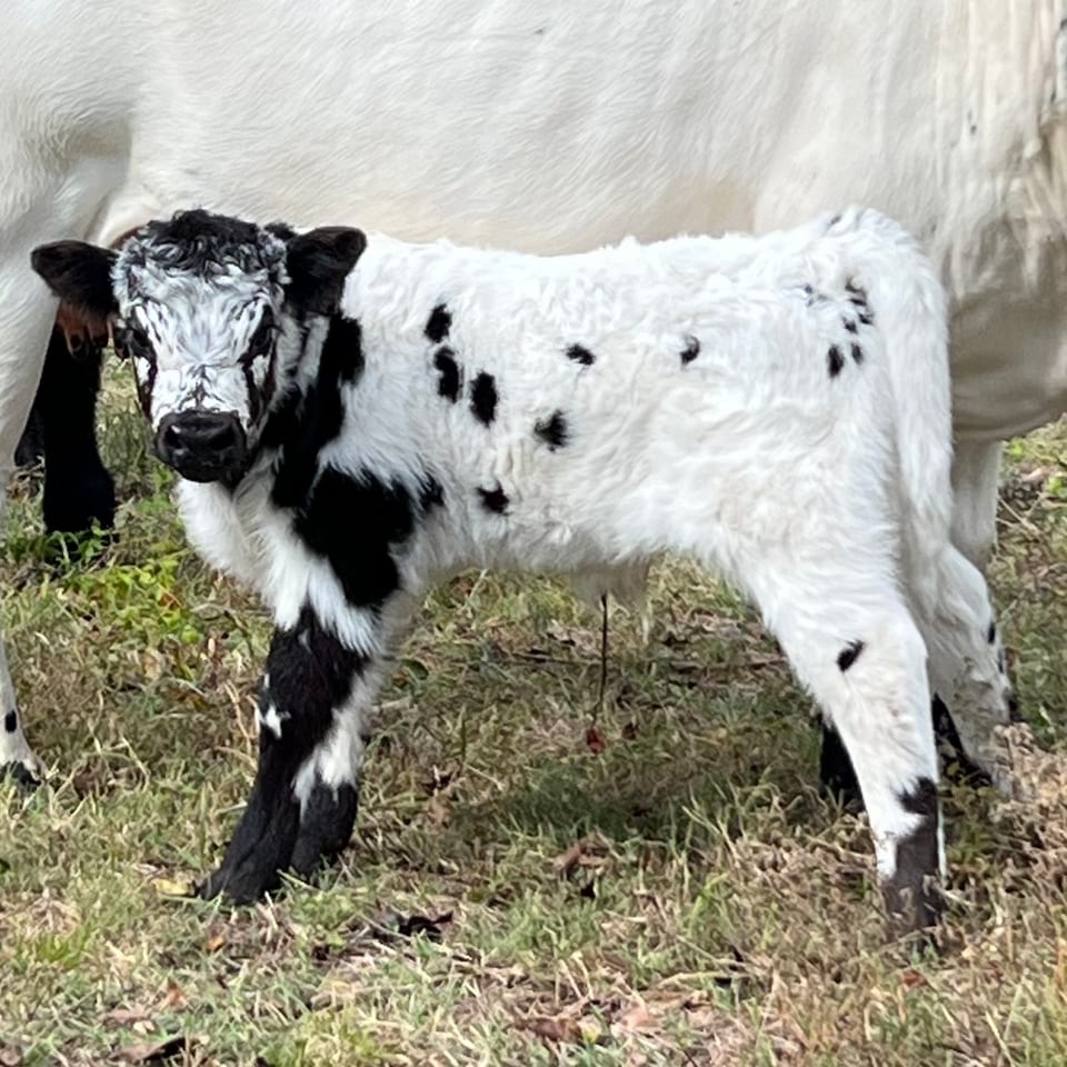 Pongo, bull calf