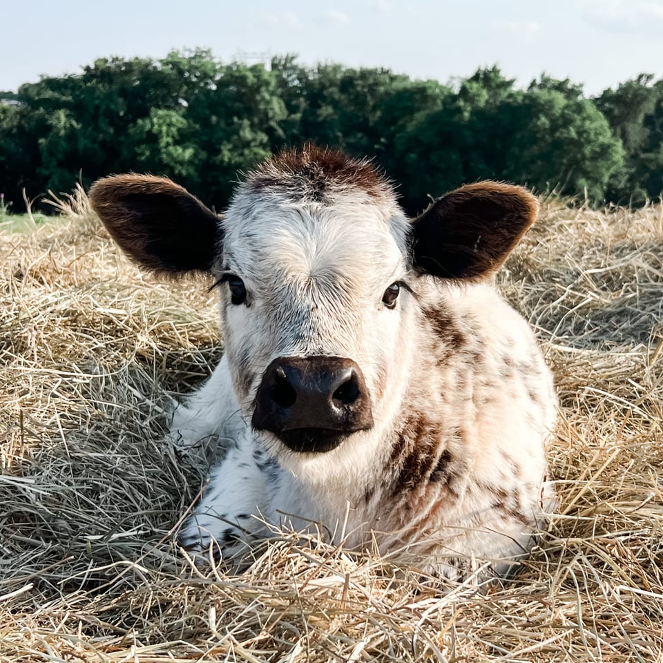 Presley, calf out of Pepper and an unlisted sire