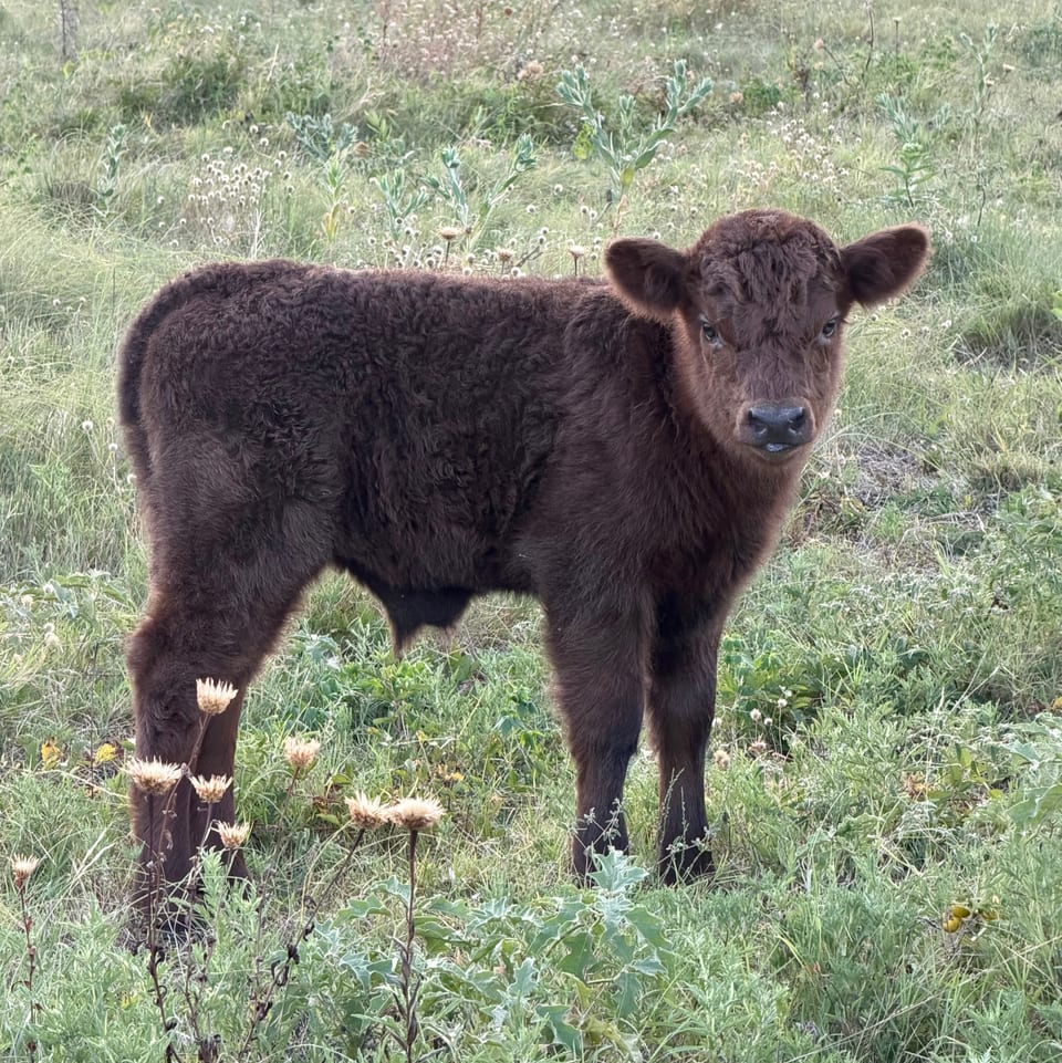 Rocky, bull calf out of Harper Louise and Ferdinand