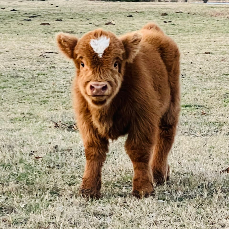 Romeo, bull calf out of Macho Man and Noodle