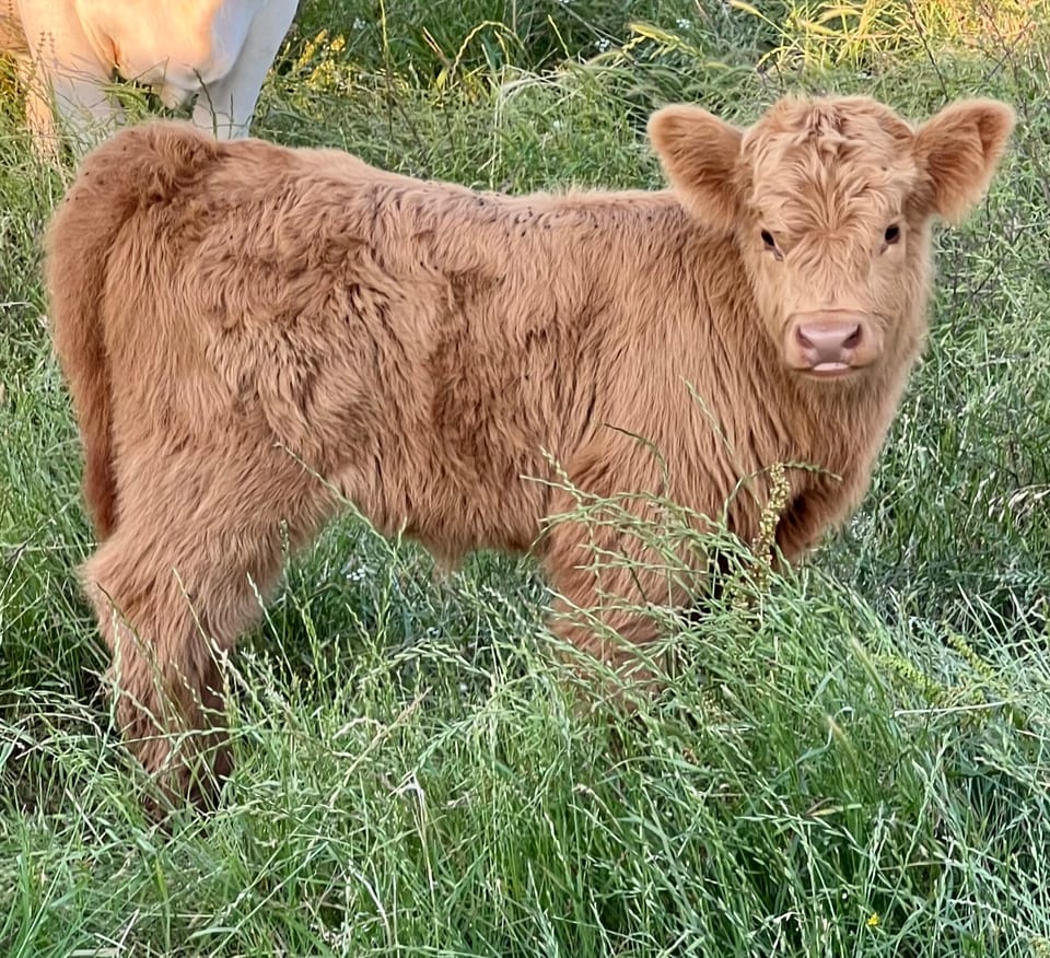 Rory, heifer out of Ruby and an unlisted sire