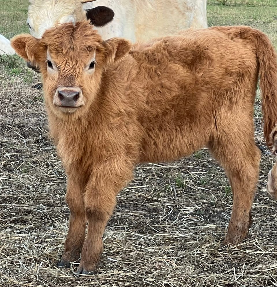 Ruth, heifer