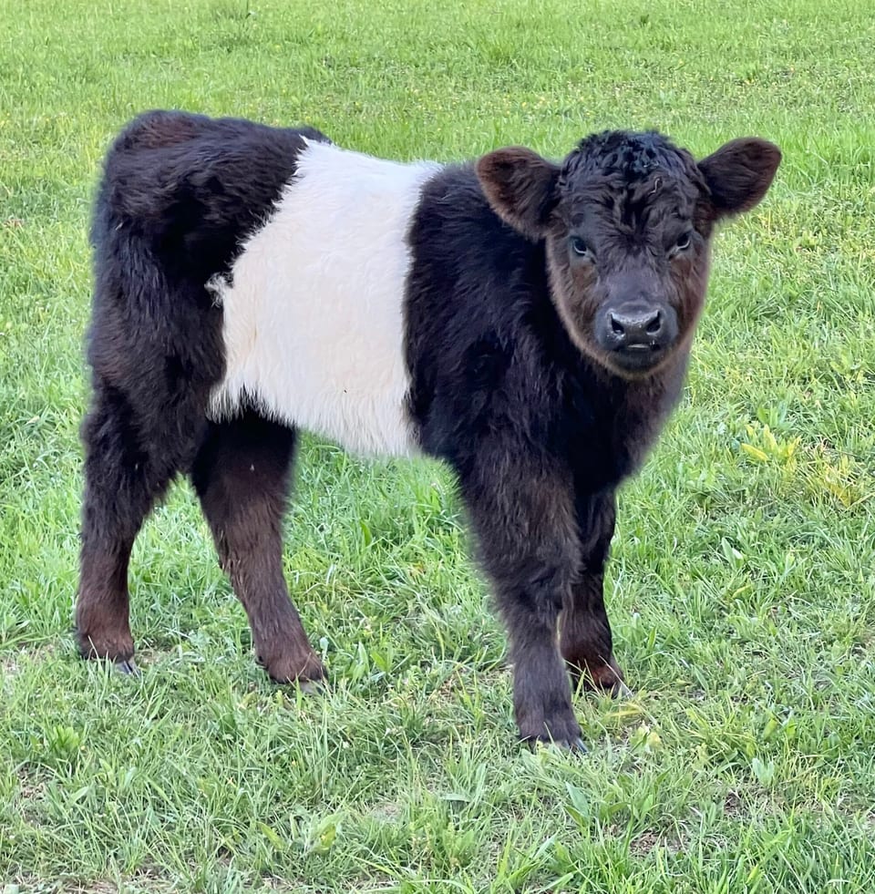 Sadie, heifer