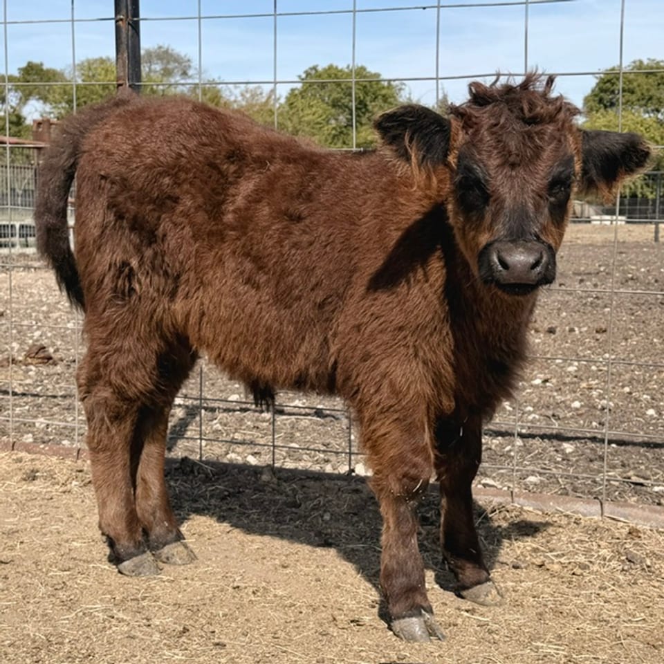 Sam, bull calf, born Aug 2, 2026, out of Sammie and Ferdinand