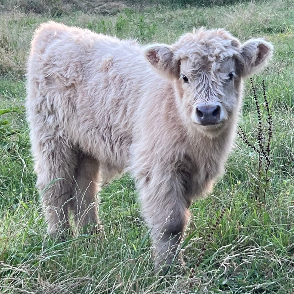 Steele, bull calf out of Goldie and Captain