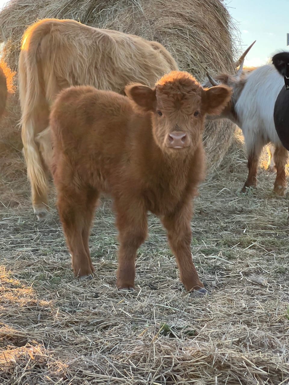 Sugar, bull calf out of Daphne and Outside bull
