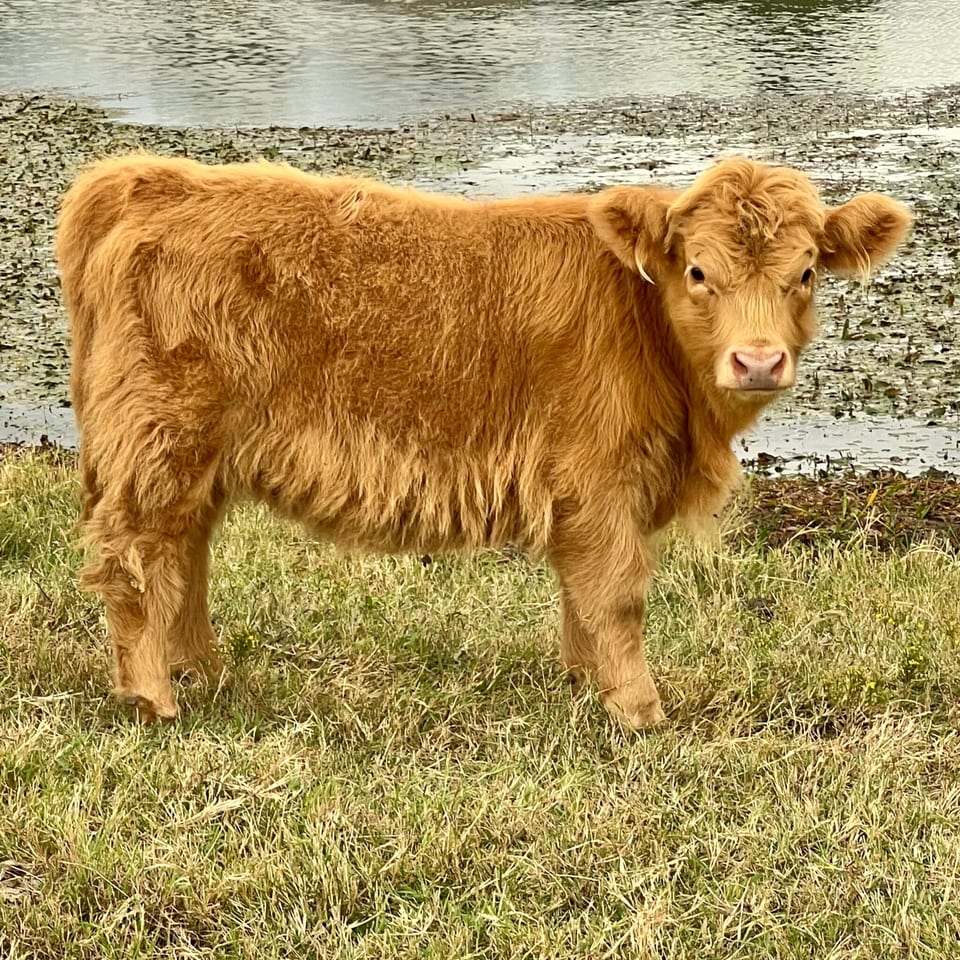Teeny, heifer out of Darla and Rusty