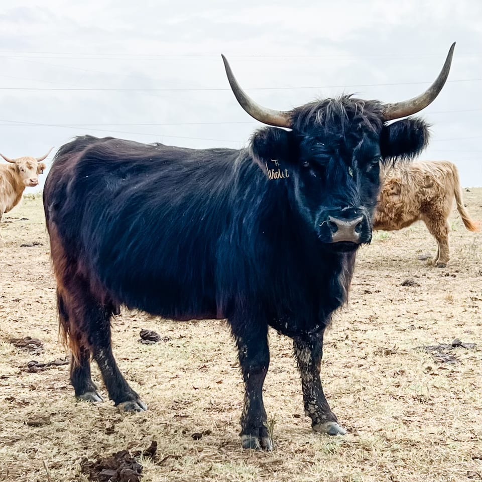 Violet, calf