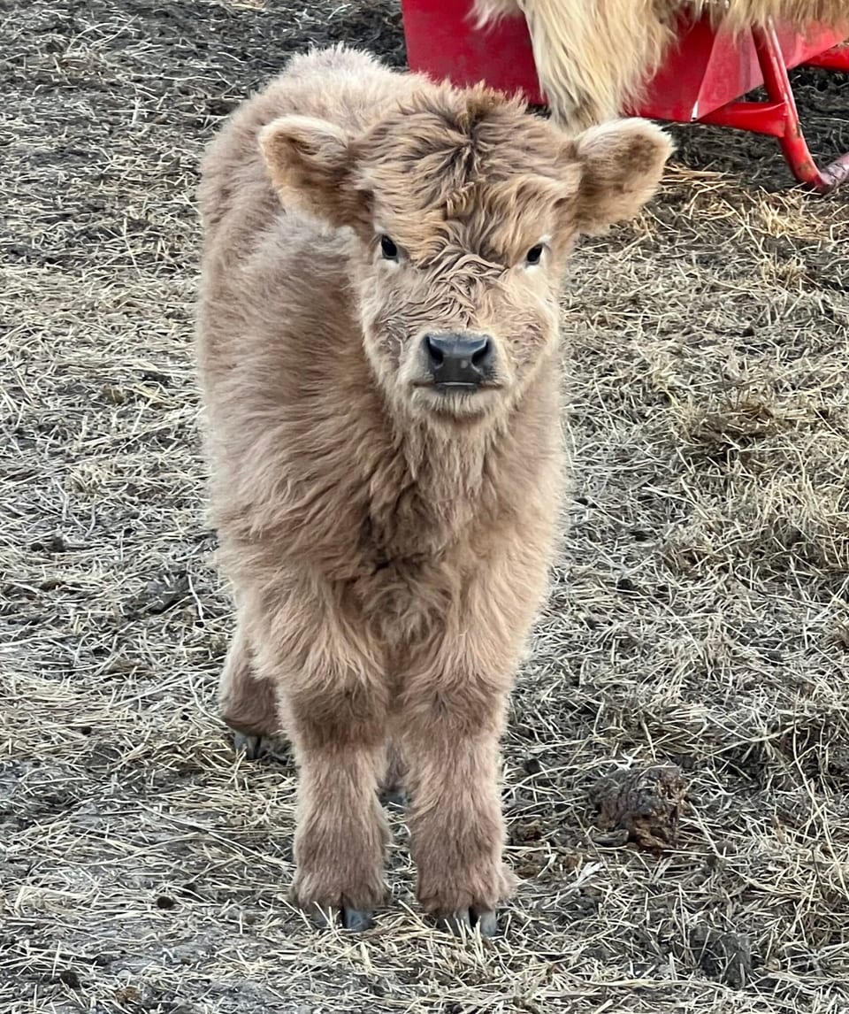 Wafer, bull calf out of Nilla and Captain