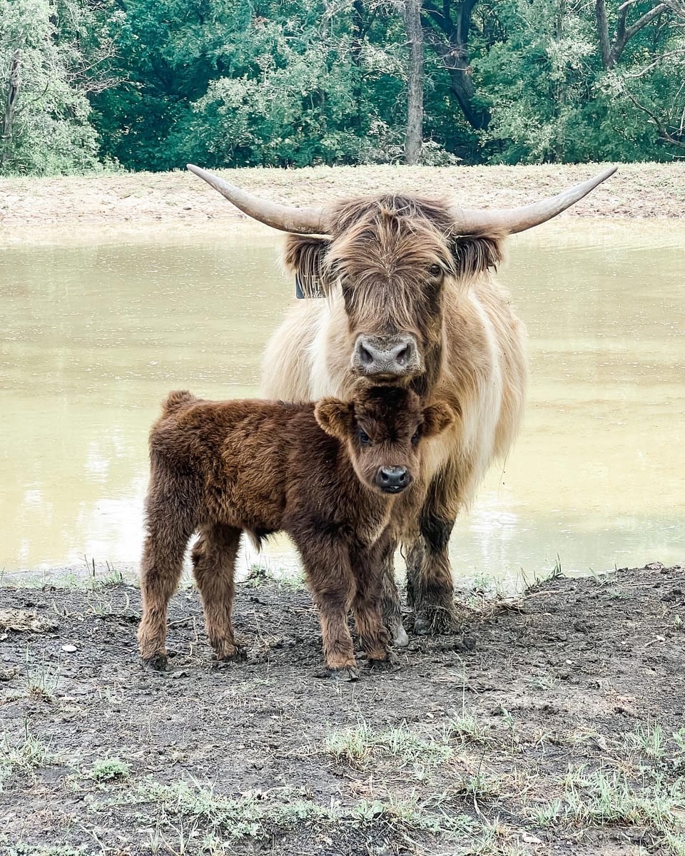 Willa and Mooney, bull calf