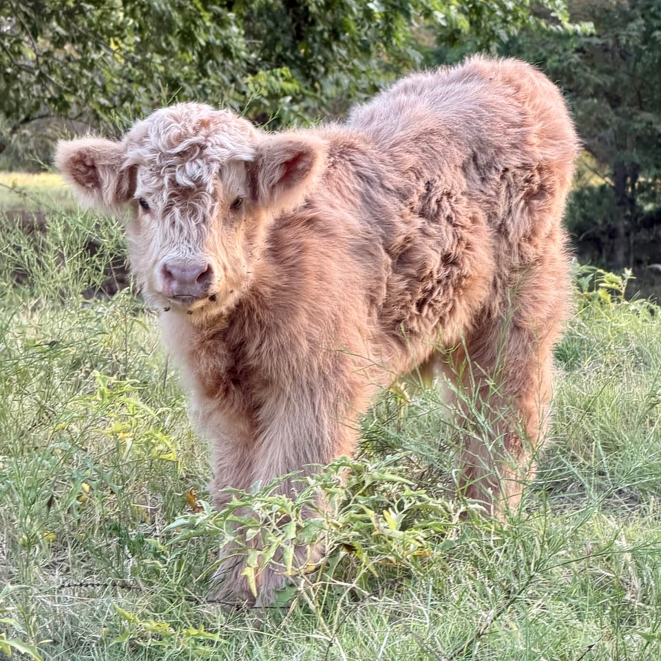 Falling for Highlands Sale