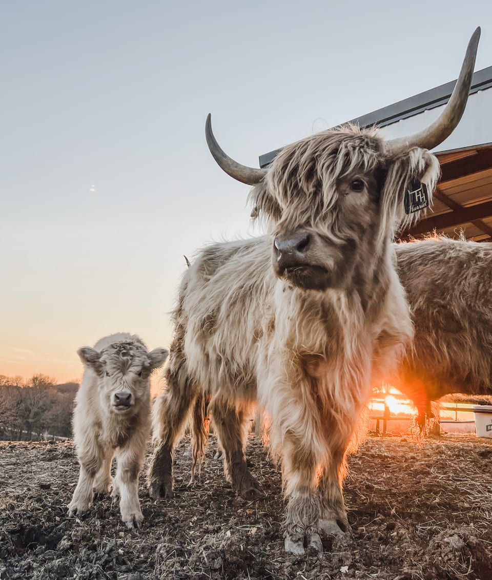 Sunset at the Ranch